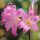 Amaryllis belladonna / Hölgyliliom