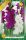 Gladiolus Purple-White duo / Kardvirág Lila-Fehér 10 db