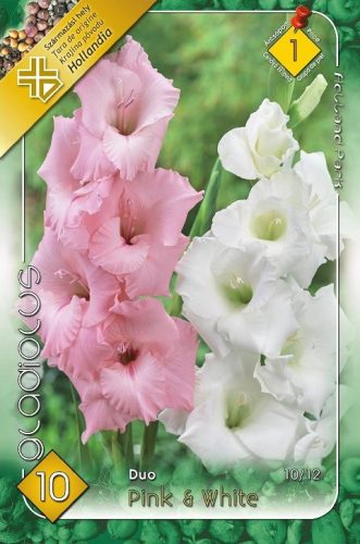 Gladiolus Pink-White duo / Kardvirág Rózsaszín-Fehér 10 db