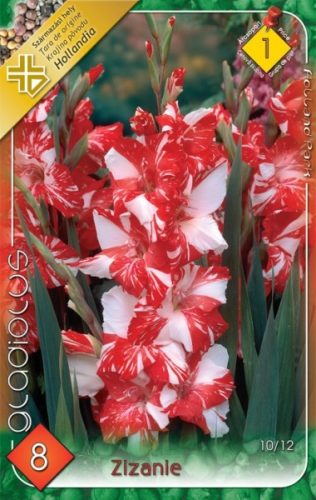 Gladiolus Zizanie / Kardvirág