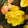 Begonia Pendula yellow / Csüngő begónia sárga