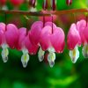 Dicentra spectabilis / Szívvirág rózsaszín