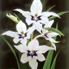 Gladiolus callianthus Murielae / Abesszin kardvirág