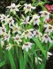 Gladiolus callianthus Murielae / Abesszin kardvirág