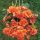 Begonia Pendula orange / Csüngő begónia narancs