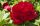 Paeonia Red / Pünkösdirózsa piros