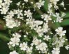 Gypsophila paniculata / Fátyolvirág egyszerű virágú