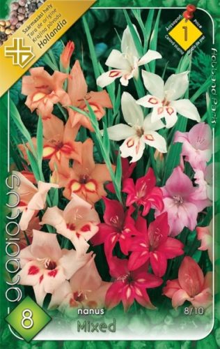 Gladiolus nanus Törpe színkeverék / Kardvirág