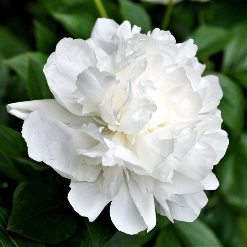 Paeonia White / Pünkösdirózsa fehér