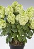 Bugás Hortenzia - 'Panenka' - Hydrangea paniculata