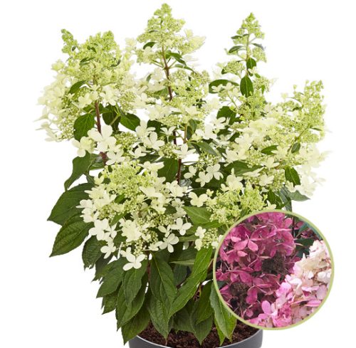 Bugás Hortenzia - 'Pandria' - Hydrangea paniculata