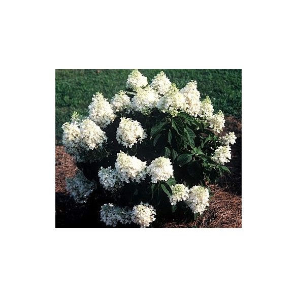 Bugás Hortenzia - Hydrangea paniculata 'Baby Lace'