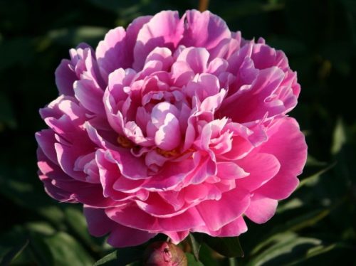 Illatos rózsaszín Bazsarózsa - Paeonia lactiflora 'Gilbert Barthelot'