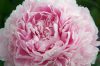 Illatos púder rózsaszín Bazsarózsa - Paeonia lactiflora ‘Sarah Bernhardt’