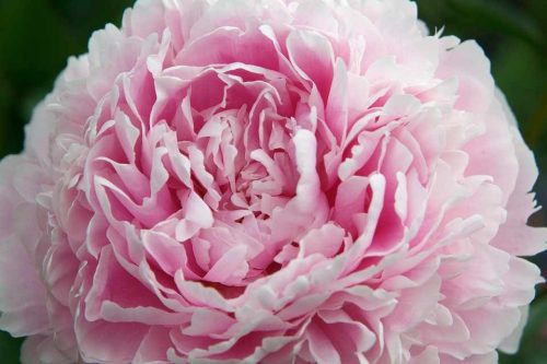 Illatos púder rózsaszín Bazsarózsa - Paeonia lactiflora ‘Sarah Bernhardt’