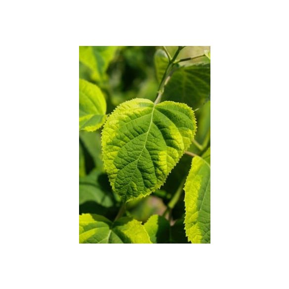 Cserjés hortenzia " Golden Annabelle" - Hydrangea Arborescens