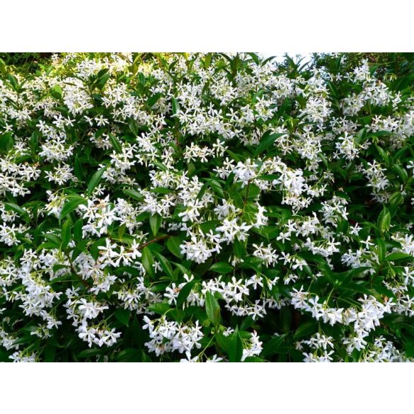 Csillagjázmin - Trachelospermum jasminoides "Skywalk'