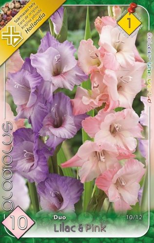 Gladiolus Lilac-Pink duo / Kardvirág lila-rózsaszín duo 10 db