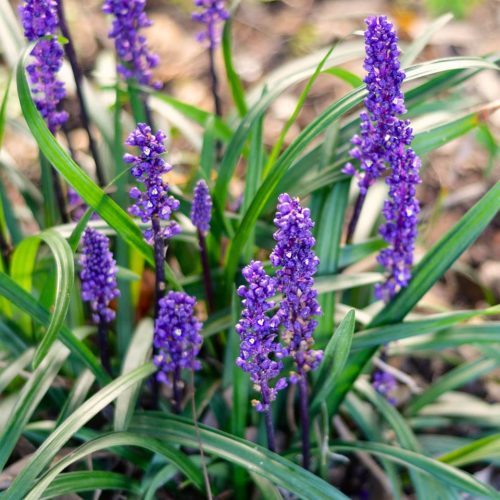 Gyöngyikés gyepliliom - Liriope muscari ‘Royal Purple’