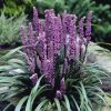 Gyöngyikés gyepliliom - Liriope muscari ‘Royal Purple’