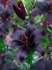 Lilium Asiatic Black / Liliom - ázsiai hibrid - fekete