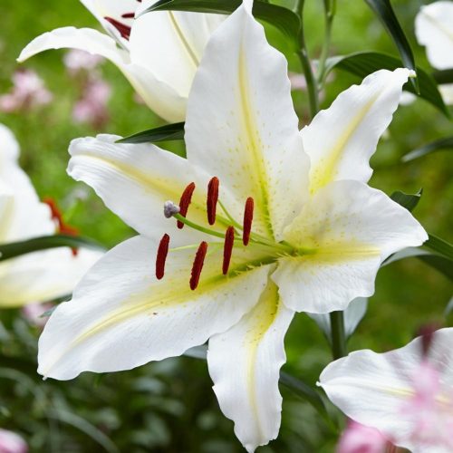 Liliom Oriental Hybrid "White-Yellow" 