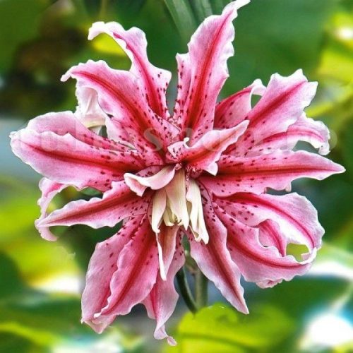Telt virágú Liliom - Lilium Double Oriental  "Magic Star" 