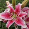 Liliom Oriental Hybrid "Stargazer" 
