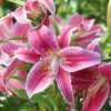 Liliom Oriental Hybrid "Stargazer" 