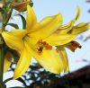 Trombitavirágú Liliom - Lilium Golden Splendour