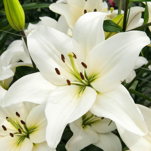 Ázsiai Liliom Fehér - Lilium Asiatic "White"