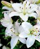 Ázsiai Liliom Fehér - Lilium Asiatic "White"