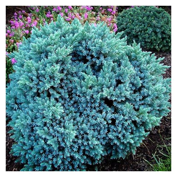 Himalájai boróka - Juniperus sqamata 'Blue Star'