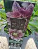 Telt virágú hunyor - Hello Amber - Helleborus orientalis
