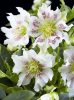 Telt virágú hunyor - Hello Pearl - Helleborus Orientalis