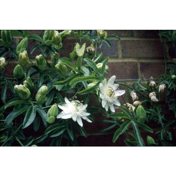  Hófehér golgotavirág - Passiflora caerulea - "Constance Elliott"