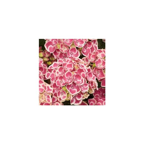Rózsaszín-fehér virágú Kerti Hortenzia " Candy Pink" - Hydrangea macrophylla