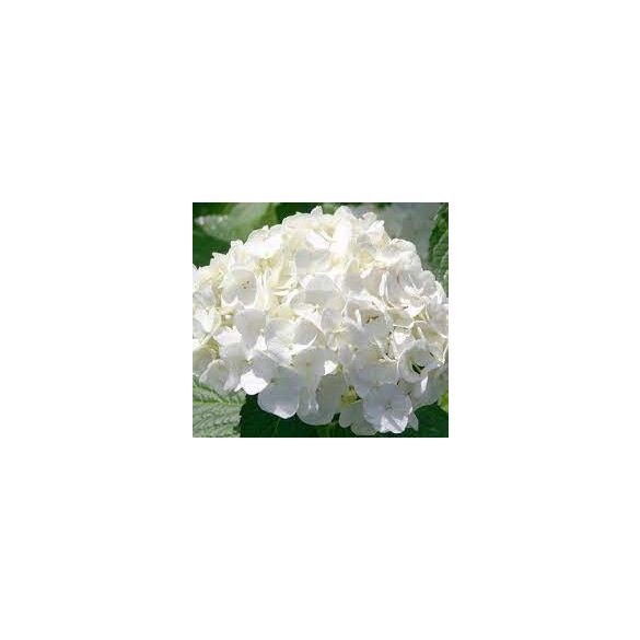 Fehér virágú Kerti Hortenzia " Snowball" - Hydrangea macrophylla