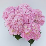 Kerti Hortenzia " Soft Blue Power Pink" - Hydrangea macrophylla