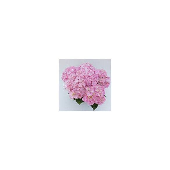Kerti Hortenzia " Soft Blue Power Pink" - Hydrangea macrophylla