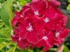 Piros virágú Kerti Hortenzia " Royal Red" - Hydrangea macrophylla