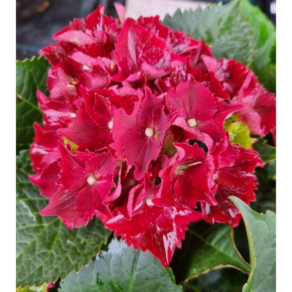 Piros virágú Kerti Hortenzia " Royal Red" - Hydrangea macrophylla