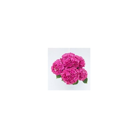 Kerti Hortenzia " Blue Powe Pink" - Hydrangea macrophylla