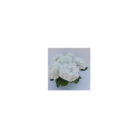 Fehér kerti Hortenzia " White Butterfly" - Hydrangea macrophylla
