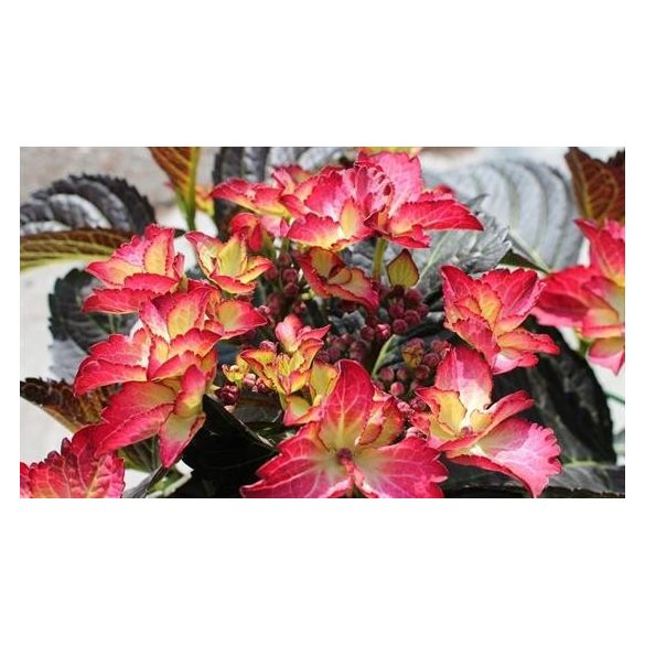 Kerti Hortenzia " Dark Angel" - Hydrangea macrophylla