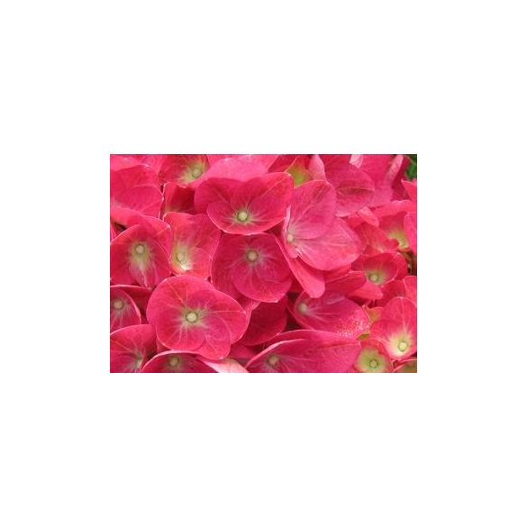 Kerti Hortenzia " Doris" - Hydrangea macrophylla