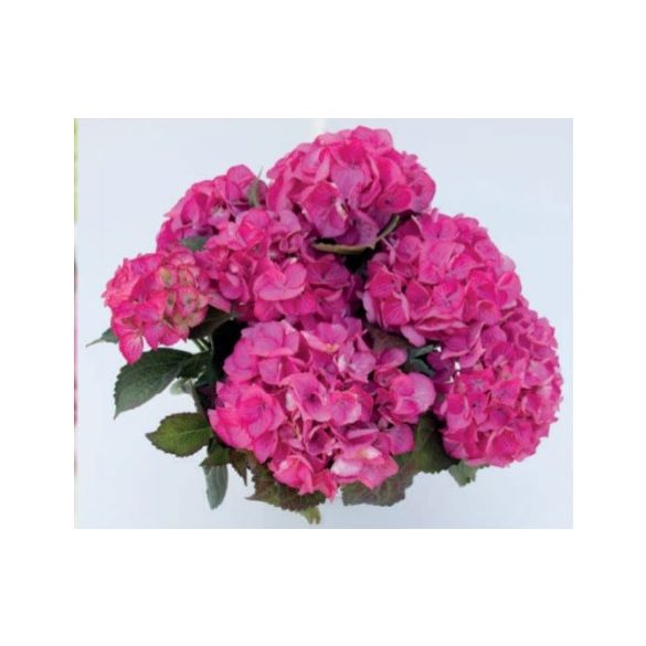 Kerti Hortenzia " Silky Pink" - Hydrangea macrophylla