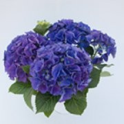 Kék virágú kerti Hortenzia " Blue Power" - Hydrangea macrophylla