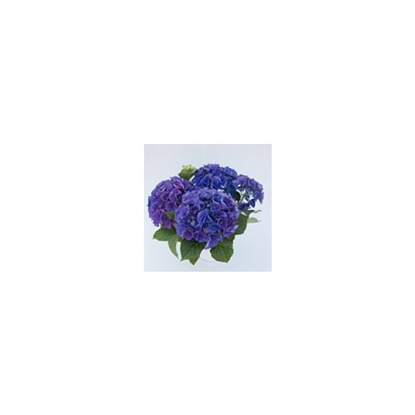 Kék virágú kerti Hortenzia " Blue Power" - Hydrangea macrophylla