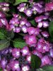 Kerti Hortenzia " Dark Angel Blue" - Hydrangea macrophylla